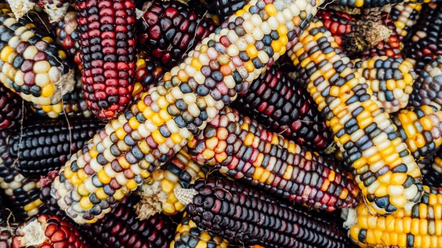 Image for 'La mujer de maiz'